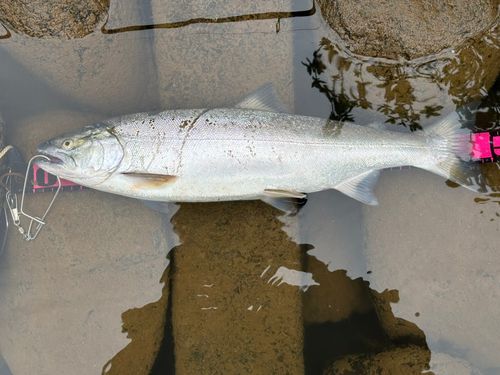 サクラマスの釣果