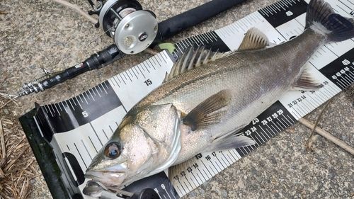 シーバスの釣果