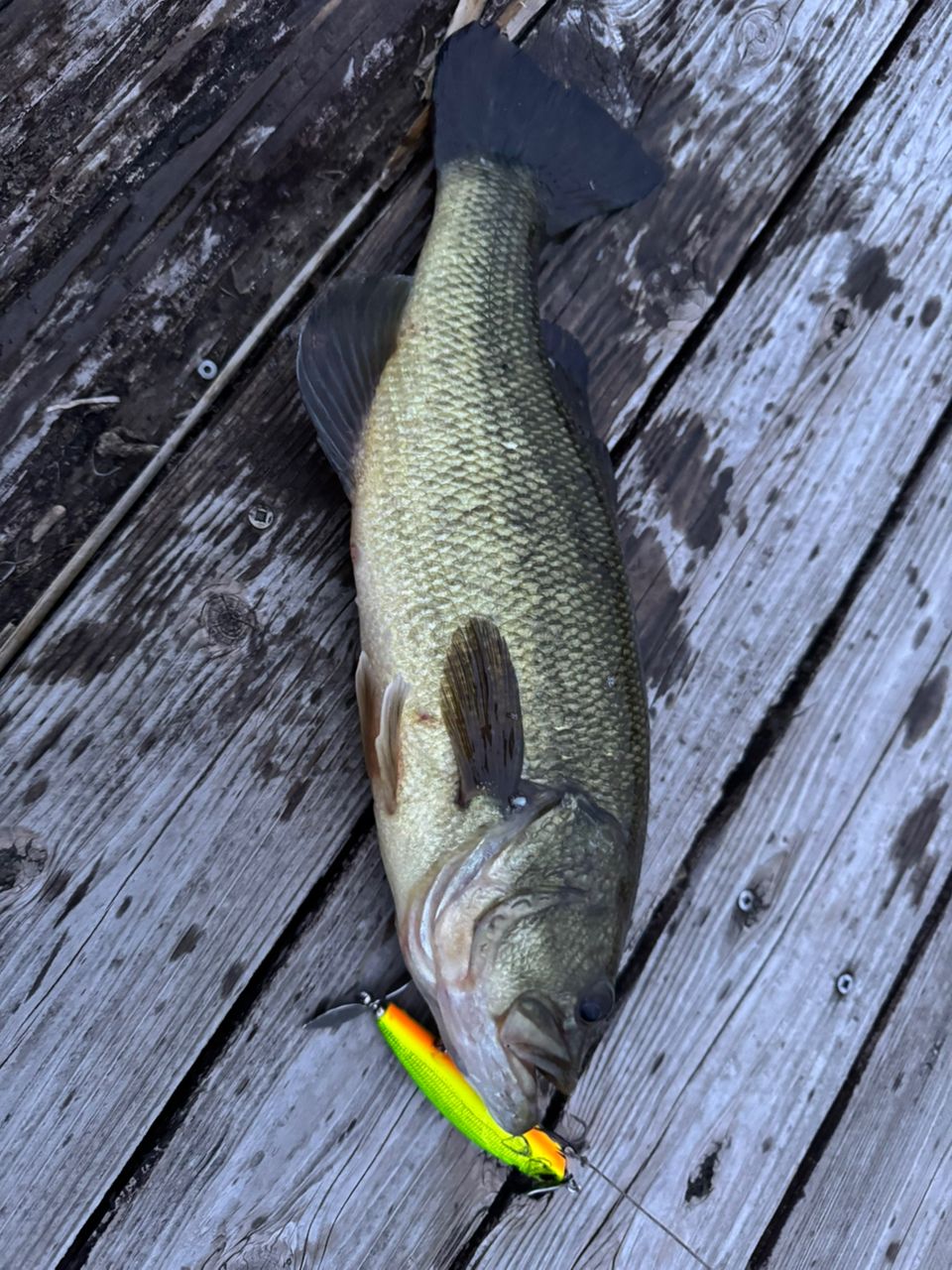 ラージマウスバス