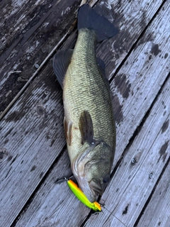 ラージマウスバスの釣果