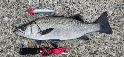 ヒラスズキの釣果