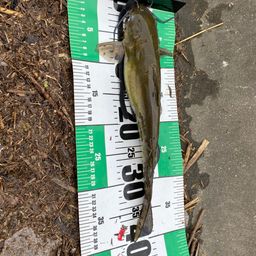 アメリカナマズ