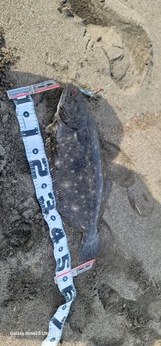 ヒラメの釣果