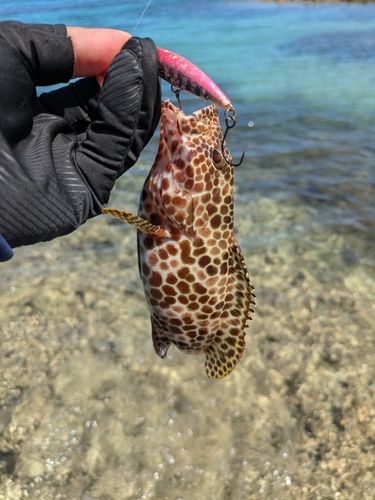 イシミーバイの釣果