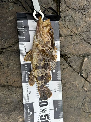 ベッコウゾイの釣果