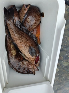 オオモンハタの釣果