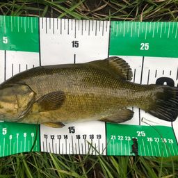 スモールマウスバス