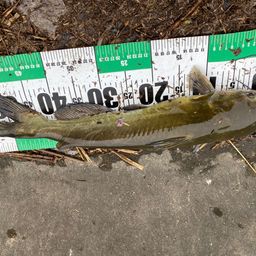 アメリカナマズ