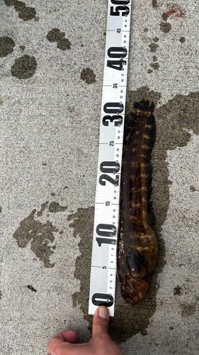 フサギンポの釣果