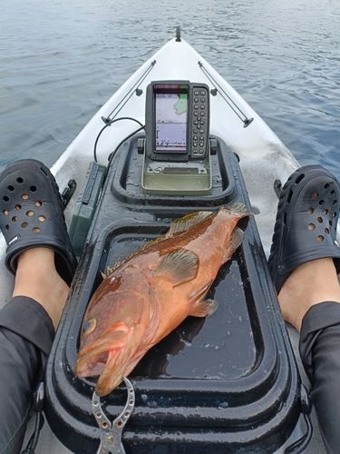 キジハタの釣果