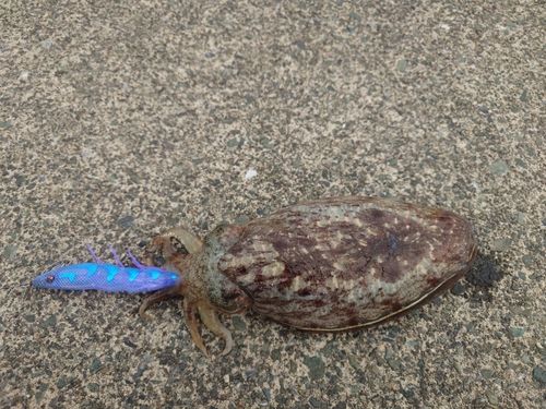 コウイカの釣果