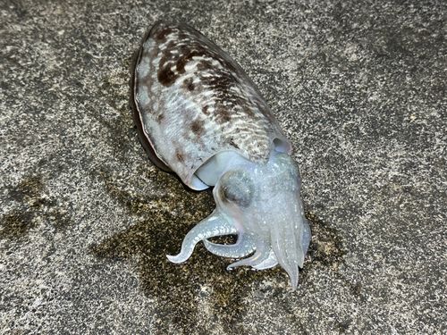 コウイカの釣果
