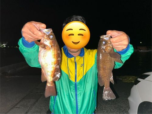 メバルの釣果