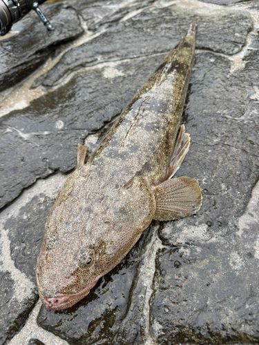 マゴチの釣果