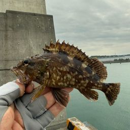 カサゴ