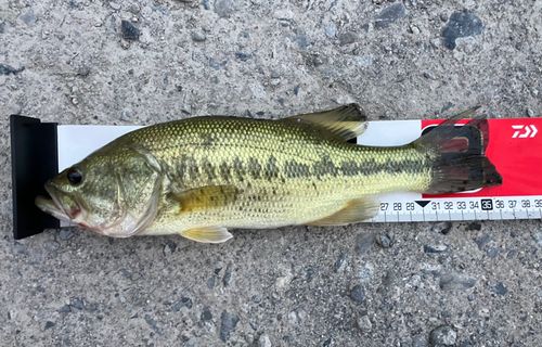 ブラックバスの釣果
