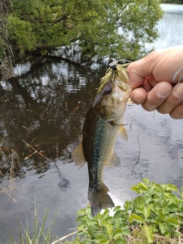 ブラックバスの釣果