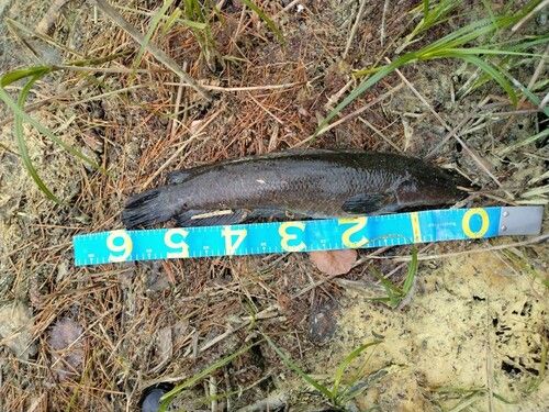 ライギョの釣果