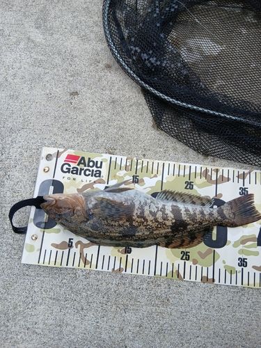 アイナメの釣果