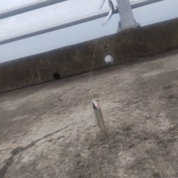 カタクチイワシ