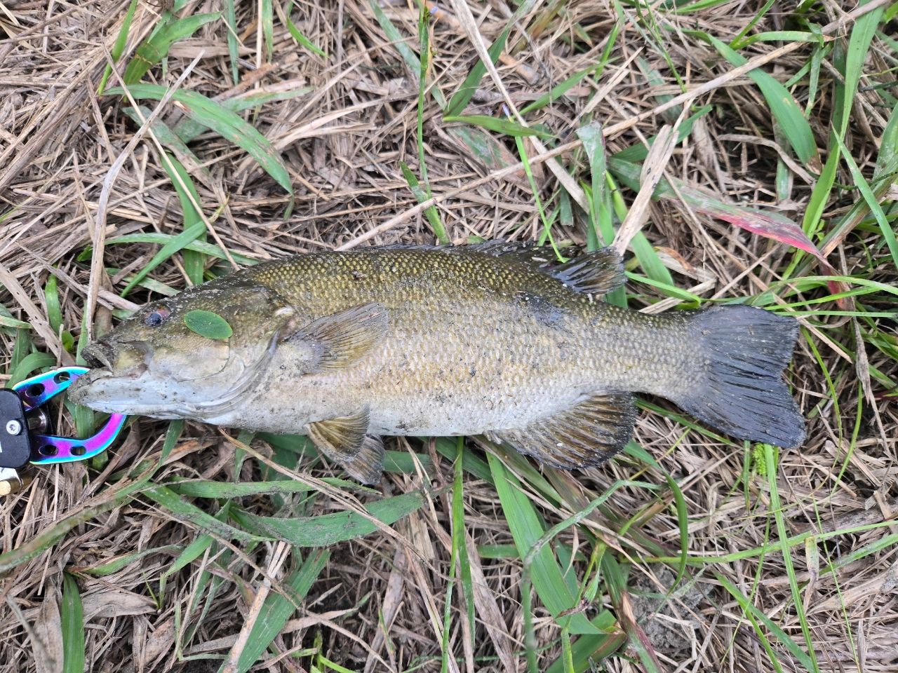 スモールマウスバス