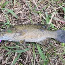 スモールマウスバス