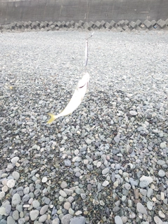 ワカシの釣果