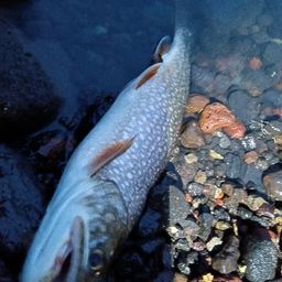 レイクトラウト