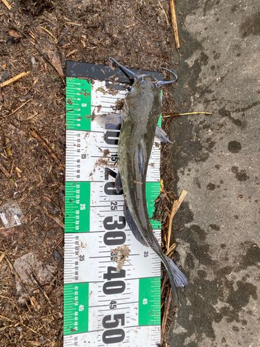 アメリカナマズの釣果