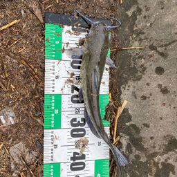 アメリカナマズ