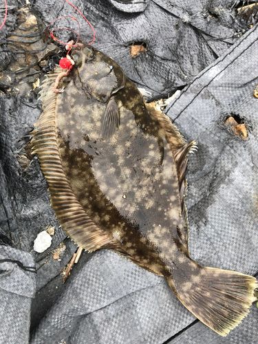 マコガレイの釣果