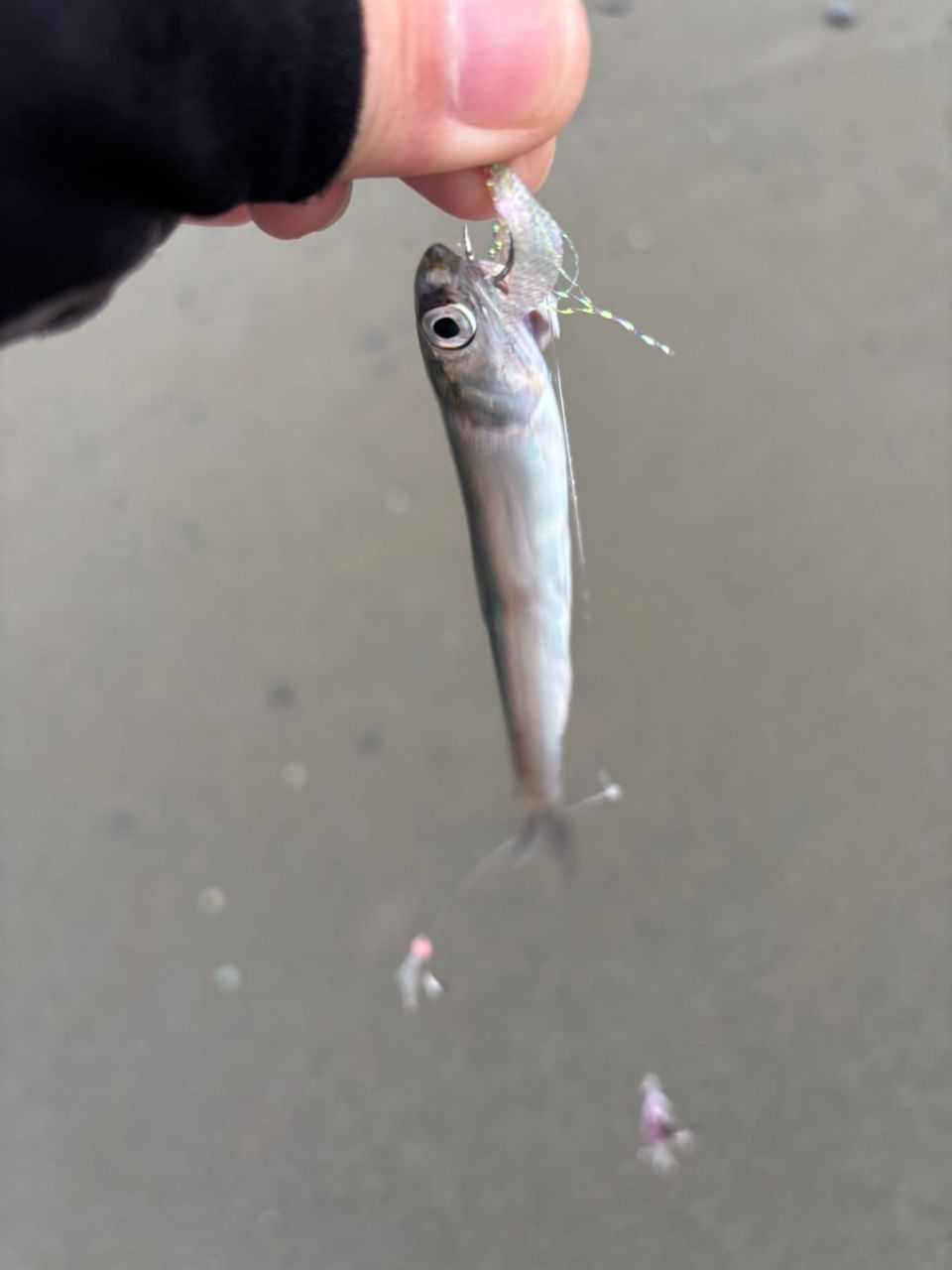 カタクチイワシ