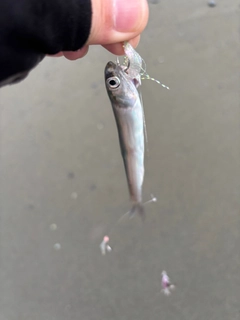 カタクチイワシの釣果