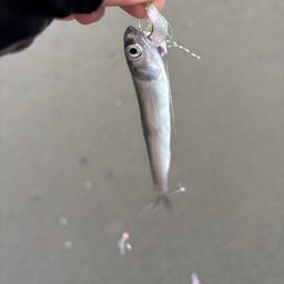 カタクチイワシ