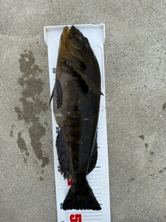アイナメの釣果