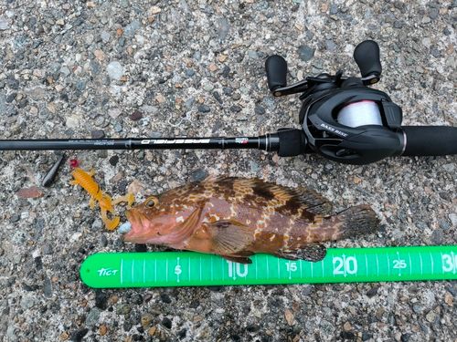 キジハタの釣果