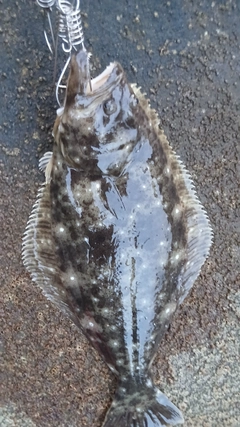 ヒラメの釣果