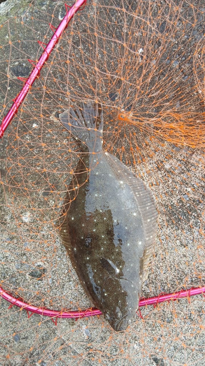 ヒラメ