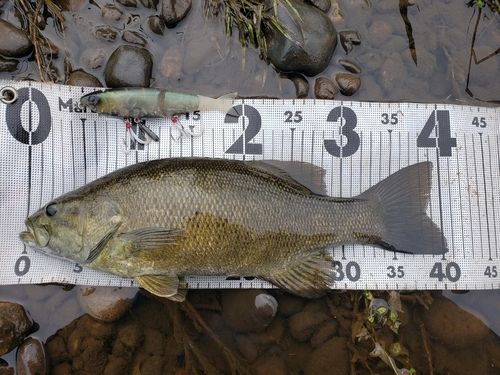 スモールマウスバスの釣果