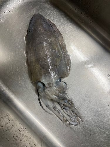コウイカの釣果