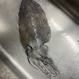 コウイカ