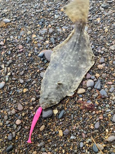 ソゲの釣果