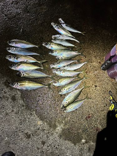 アジの釣果