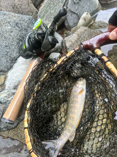 イワナの釣果