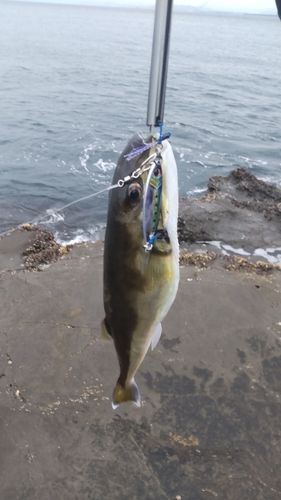 シロサバフグの釣果
