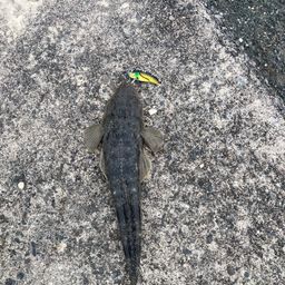 マゴチ