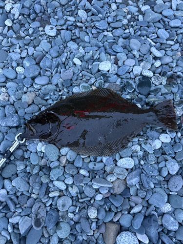 ヒラメの釣果