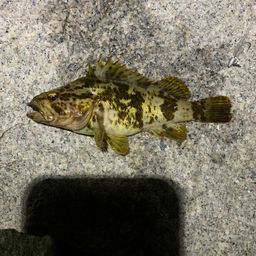 タケノコメバル