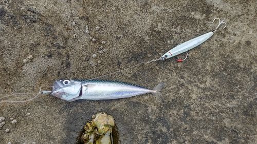 サバの釣果