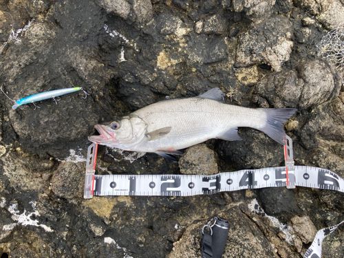 ヒラスズキの釣果